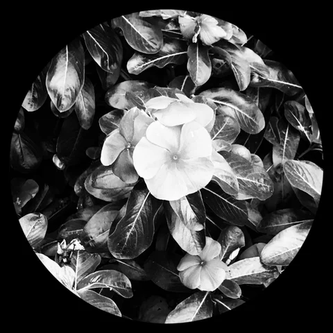 Photograph 4 from THE BLACK HOLE